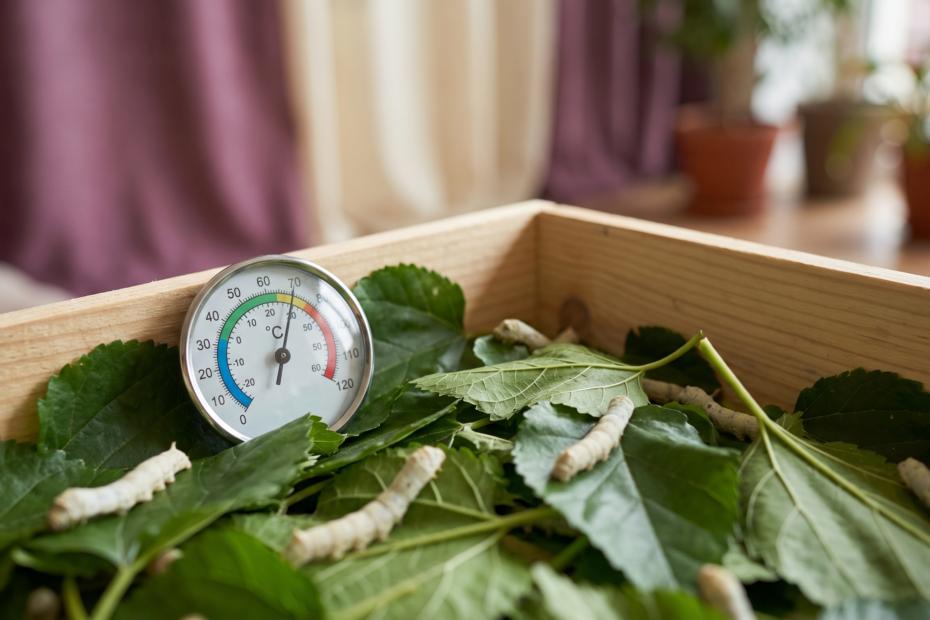 Boîte d'élevage de vers à soie avec un petit thermomètre et des feuilles de mûrier fraîches, ambiance claire à température contrôlée