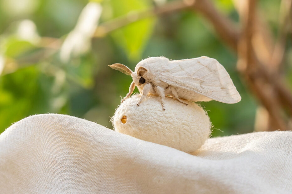 Cocons de ver à soie percés par les papillons, matière première de la peace silk
