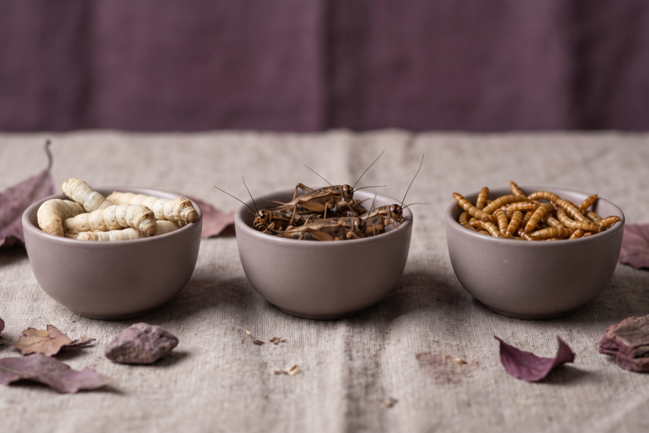 Comparaison cote a cote de trois insectes nourriciers pour reptiles : vers a soie, grillons et vers de farine, ambiance terrariophile aux tons mauve murier