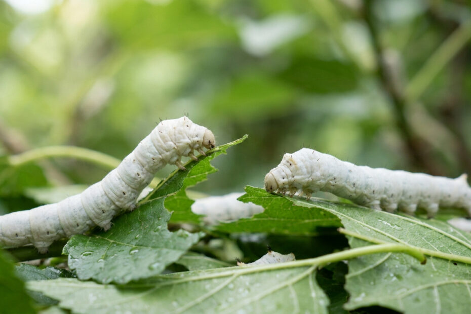Papillon et chenille du Bombyx mori, le ver à soie domestique