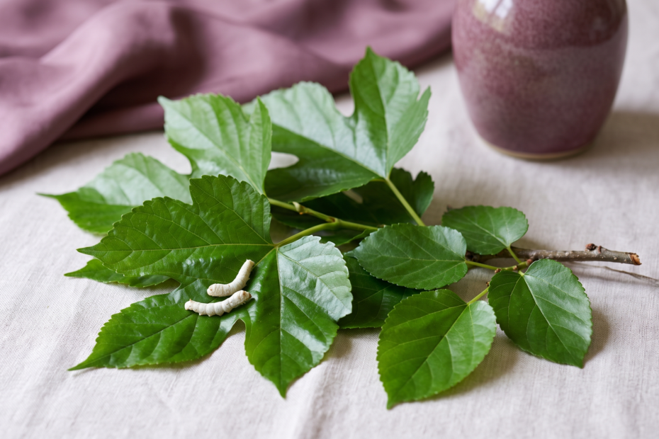 Feuilles de mûrier platane (Morus kagayamae) lobées et brillantes à côté de feuilles de mûrier blanc et de quelques vers à soie, comparaison botanique