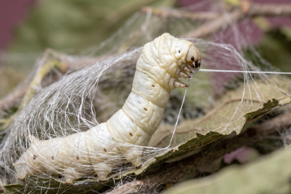 Chenille de ver a soie Bombyx mori tissant son cocon, fin fil de soie continu sortant de la filiere, macro aux tons mauve murier