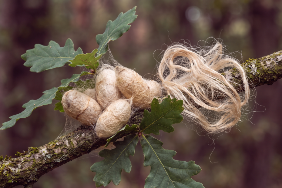 Cocons de soie sauvage tussah beige-tan accrochés à une branche de chêne, à côté d'une mèche de fibre de soie sauvage brute, lumière naturelle teintée de mauve mûrier
