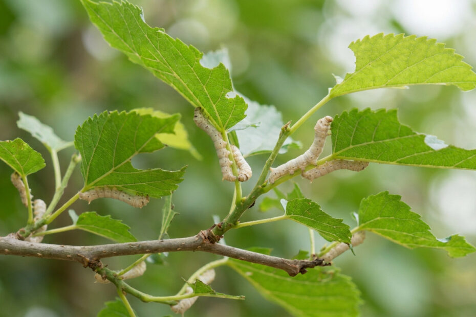Feuilles de mûrier blanc (Morus alba) destinées à l'élevage des vers à soie