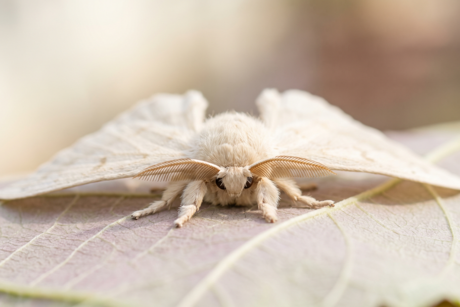 Papillon adulte du ver à soie (Bombyx mori) blanc crème et duveteux, aux antennes plumeuses, posé sur une feuille de mûrier teintée de mauve
