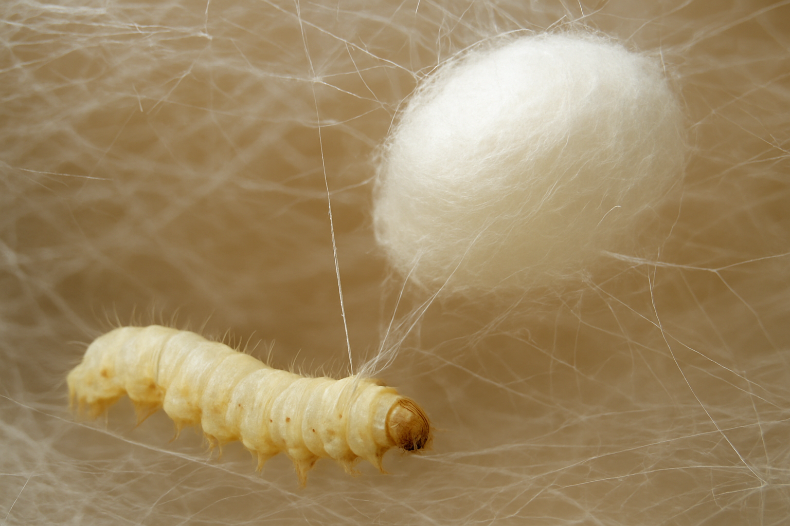 Gros plan macro d'une chenille de ver a soie secretant son fil de soie par la filiere et tissant son cocon